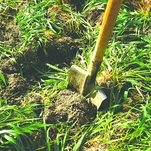 12 ТОП сидератов для огорода в 2022 году описание когда и как сеять и закапывать весной и осенью Какие сидераты лучше сеять весной
