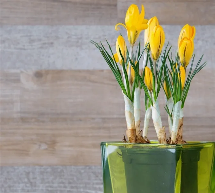 Тюльпаны в горшке в домашних условиях Как вырастить тюльпаны в горшке