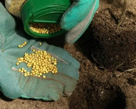 Выращиваем огурцы в теплице основные агротехнические приёмы Как правильно выращивать огурцы в теплице