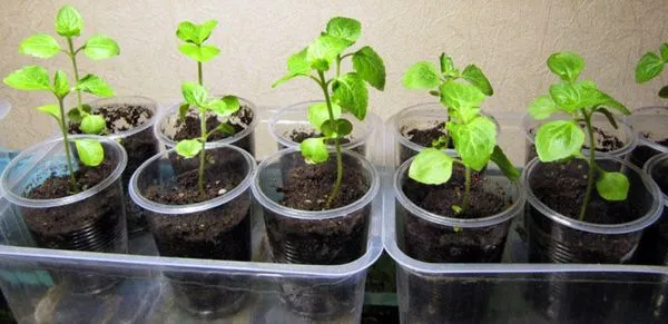 Выращивание агератума из семян когда и как сеять семена на рассаду Агератум выращивание из семян когда сажать