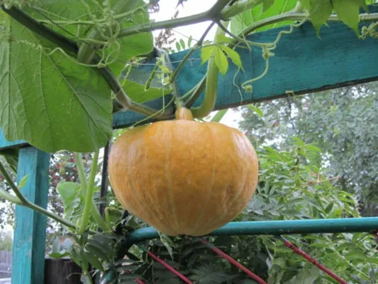 Выращивание тыквы в открытом грунте Как вырастить тыкву из семян