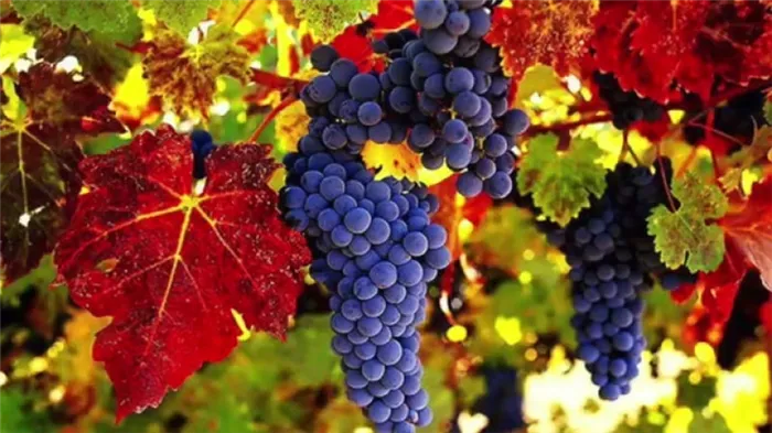 Хранение винограда в течении зимы дома можно ли в холодильнике Как сохранить на зиму виноград
