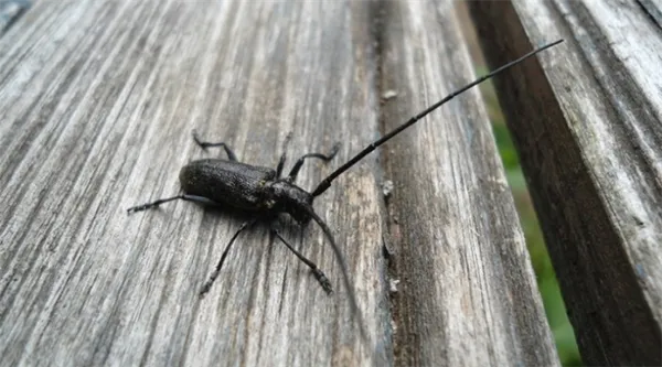 Какие черные жуки заводятся в доме и как от них избавиться Как называется черный жук