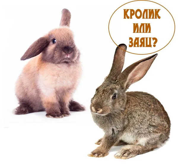 Чем отличается дикий заяц от кролика Чем зайцы отличаются от кроликов