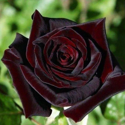 Черные розы Как выглядит черная роза