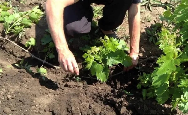 Как размножить виноград летом способы и рекомендации Как виноград размножить черенками