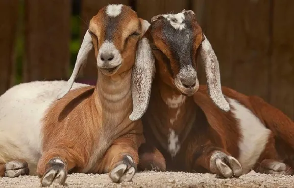 Нубийские козы описание и характеристики породы Сколько молока дает нубийская коза