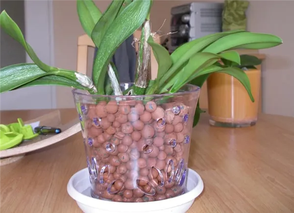 Орхидея в керамзите эксперимент или еще один метод выращивания Как посадить орхидею в керамзит