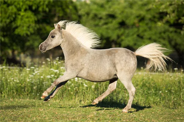 Породы минилошадей и их содержание Как называется маленькая лошадь