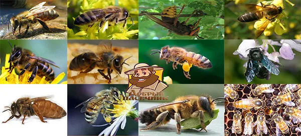 Породы и виды пчел с фото и описанием Сколько видов пчел существует