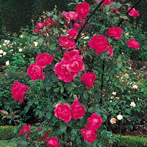 Розышрабы описание и выращивание Шрабы розы что это