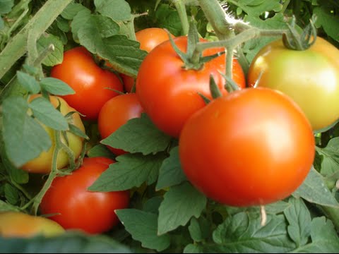 Помидоры детерминантные и индетерминантные что это значит Полудетерминантный сорт томатов что это такое