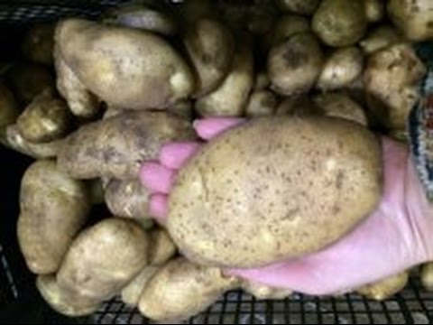 Выращивание картошки из семян в домашних условиях Как выглядит семена картофеля