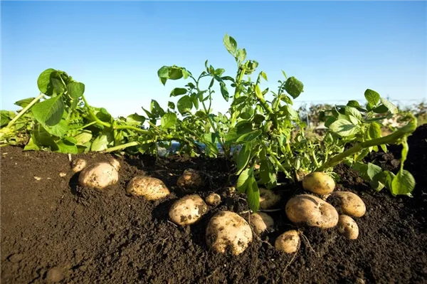 Что посадить с картофелем в мае 2022 для большего урожая и лучшего вкуса Что сажать рядом с картошкой