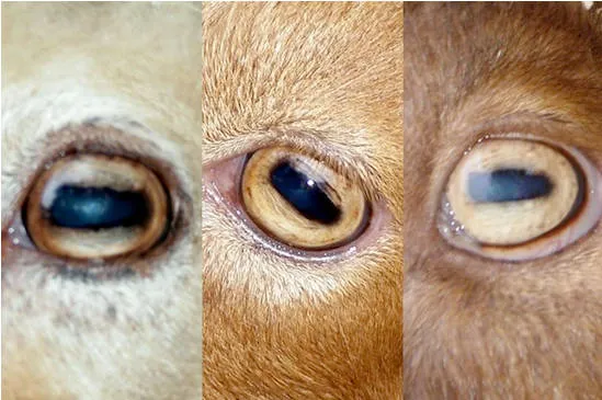 Глаза козы особенности и форма зрачков Какие глаза у козы