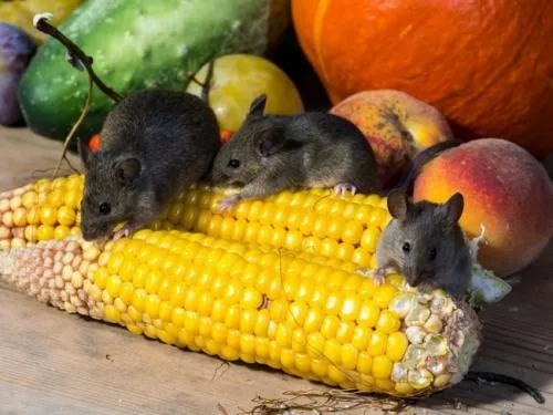 Как избавиться от крыс и мышей народными средствами Как избавиться от мышей народными средствами