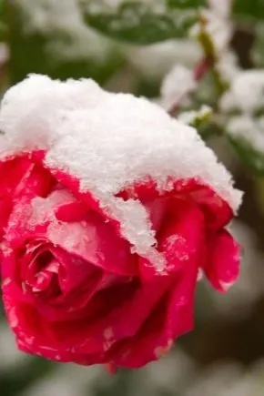 Как подготовить плетистую розу к зиме Как укрыть плетистую розу