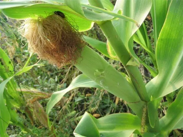 Как растет кукуруза фото и этапы выращивания советы опытных фермеров Как растет кукуруза фото