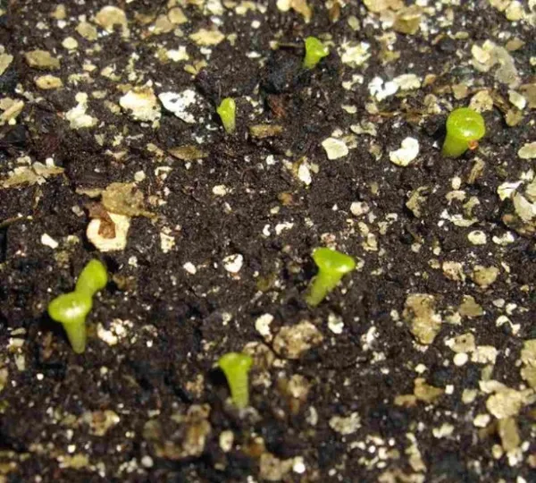 Как вырастить литопсы из семян как ухаживать за всходами и взрослыми растениями Как вырастить литопсы из семян