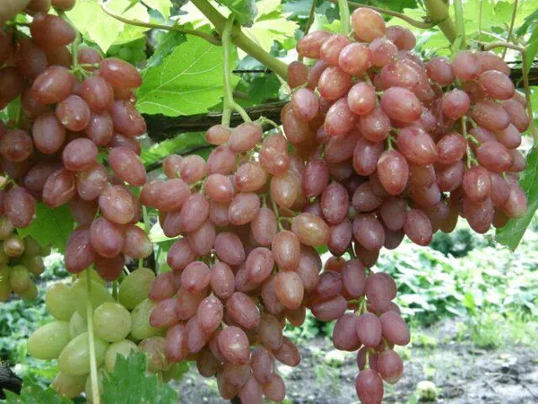 Лучшие сорта винограда без косточек Какой виноград без косточек