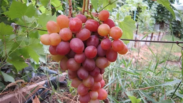 Обзор лучших столовых сортов винограда и рекомендации по выбору Столовый виноград что это