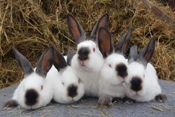 Описание калифорнийского кролика и правил его содержания Когда можно спаривать калифорнийских кроликов