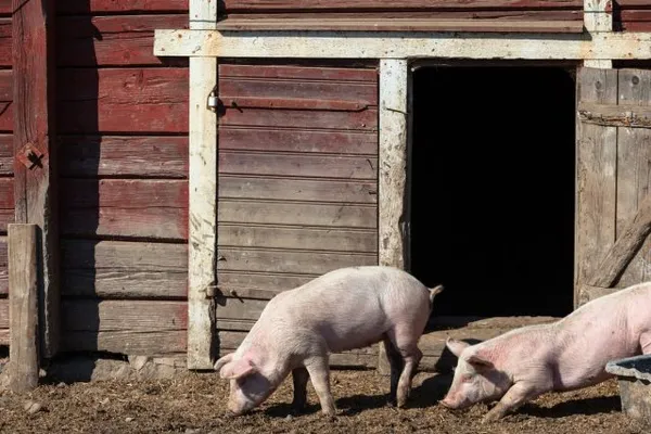 Основные правила содержания свиней в домашнем хозяйстве Где живут свиньи домашние