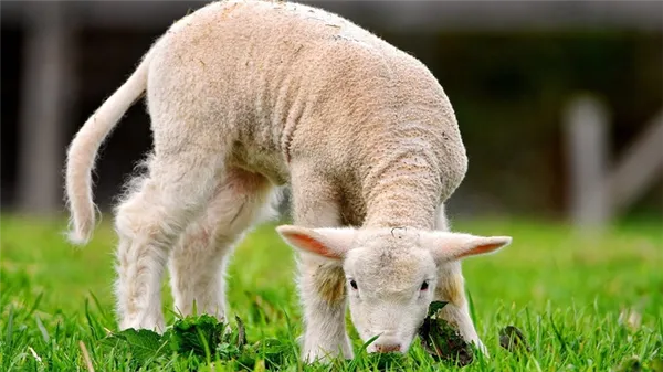 Особенности ягненка детеныша овцы Ягненок это детеныш какого животного фото