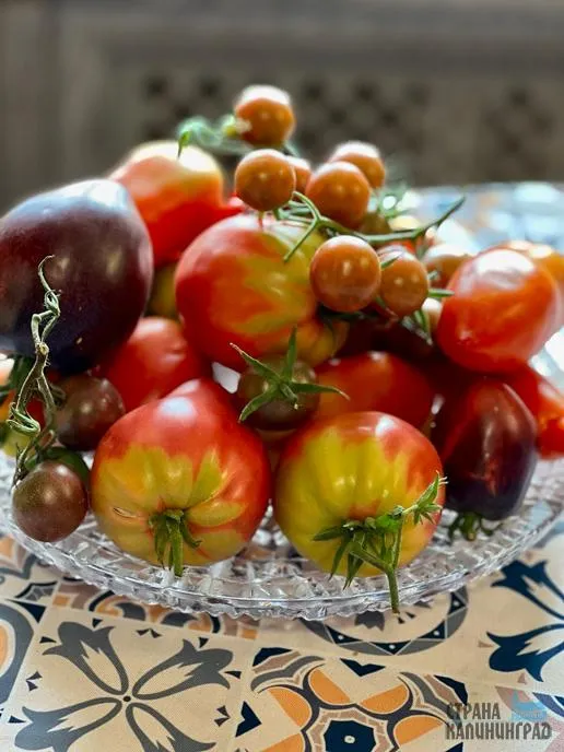 Помидоры серии Гном томатный Томаты гномы что это