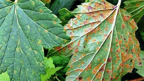 Причины появления красных пятен на листьях смородины и методы борьбы Пятна на листьях смородины весной чем обработать