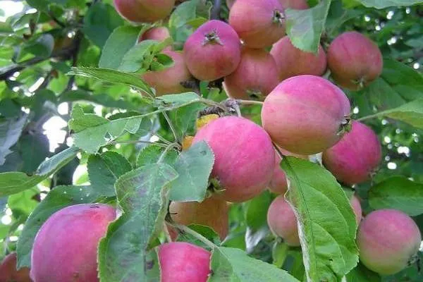 Райские яблочки растение Райские яблони популярные сорта и характеристика плодов Маленькие яблочки как называются