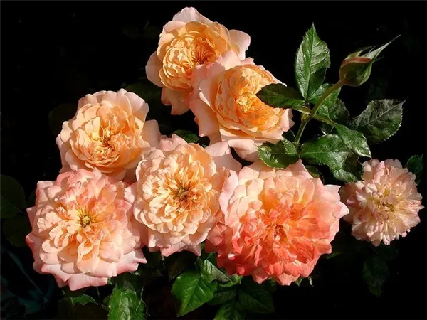 Розы цветущие все лето описание лучших сортов Розы которые цветут все лето