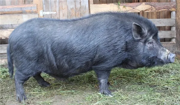 8 самых больших пород свиней в мире Сколько весит самая большая свинья