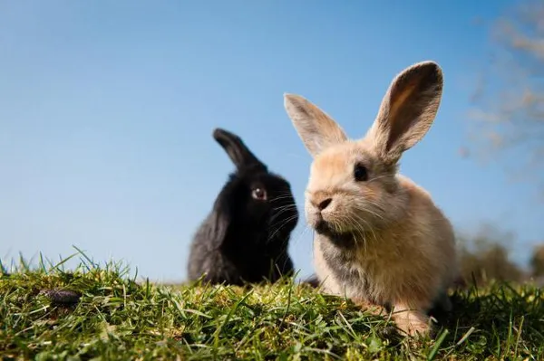Сколько весят кролики разных пород и возрастов Сколько весит тушка кролика