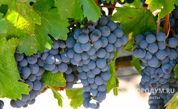 Виноград Изабелла описание сорта фото и отзывы Как выглядит виноград изабелла