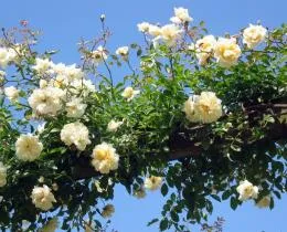 Вьющиеся клаймбер розы что это такое особенности ухода полив обрезка размножение Розы клаймберы что это