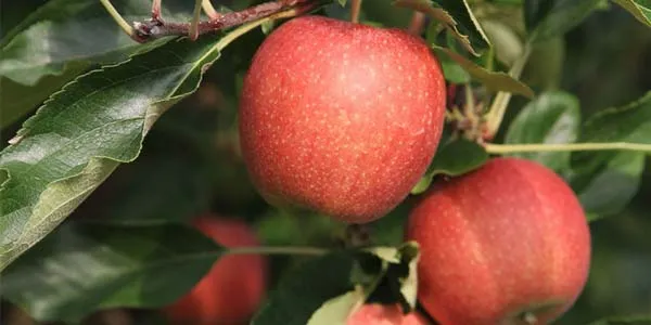 Яблоки Гала популярный экзотический сорт и его разновидности Яблоки гала откуда привозят в россию